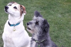 Amira & Molly, adopted together.