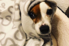 Coco, adopted in the West Midlands