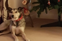 Rosie, Christmas with new family.