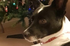 Tilly