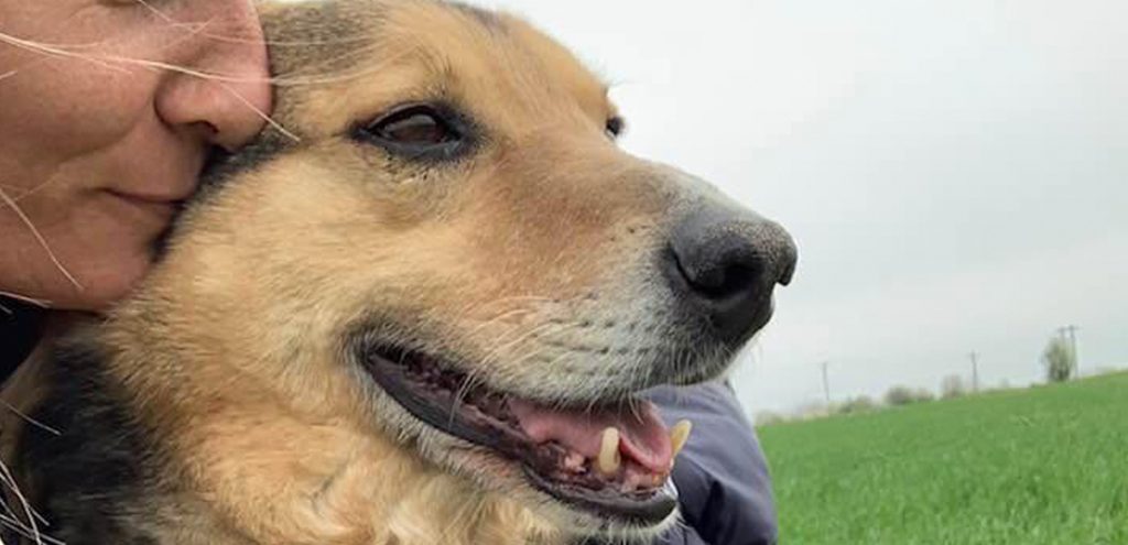Safe Rescue Dogs About Us - Safe Rescue for Dogs