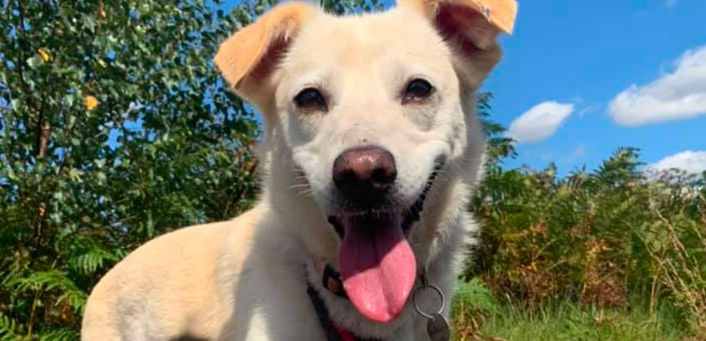 Safe Rescue Dogs Home - Safe Rescue for Dogs