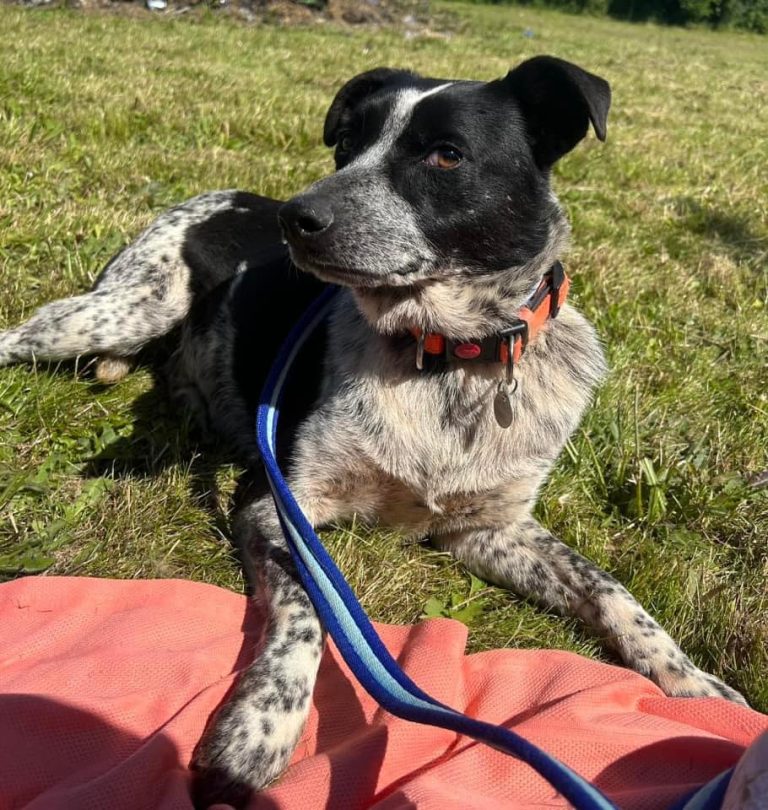 Safe Rescue Dogs Nella - Safe Rescue for Dogs