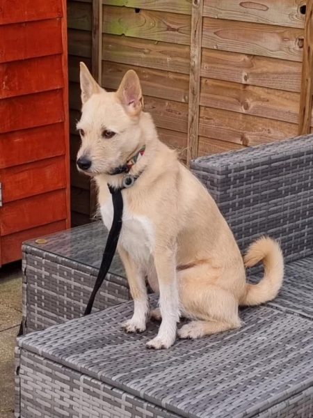 Safe Rescue Dogs Val - Safe Rescue for Dogs
