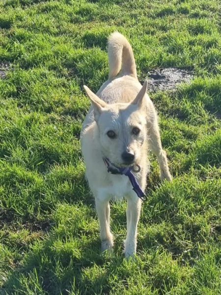 Safe Rescue Dogs Val - Safe Rescue for Dogs
