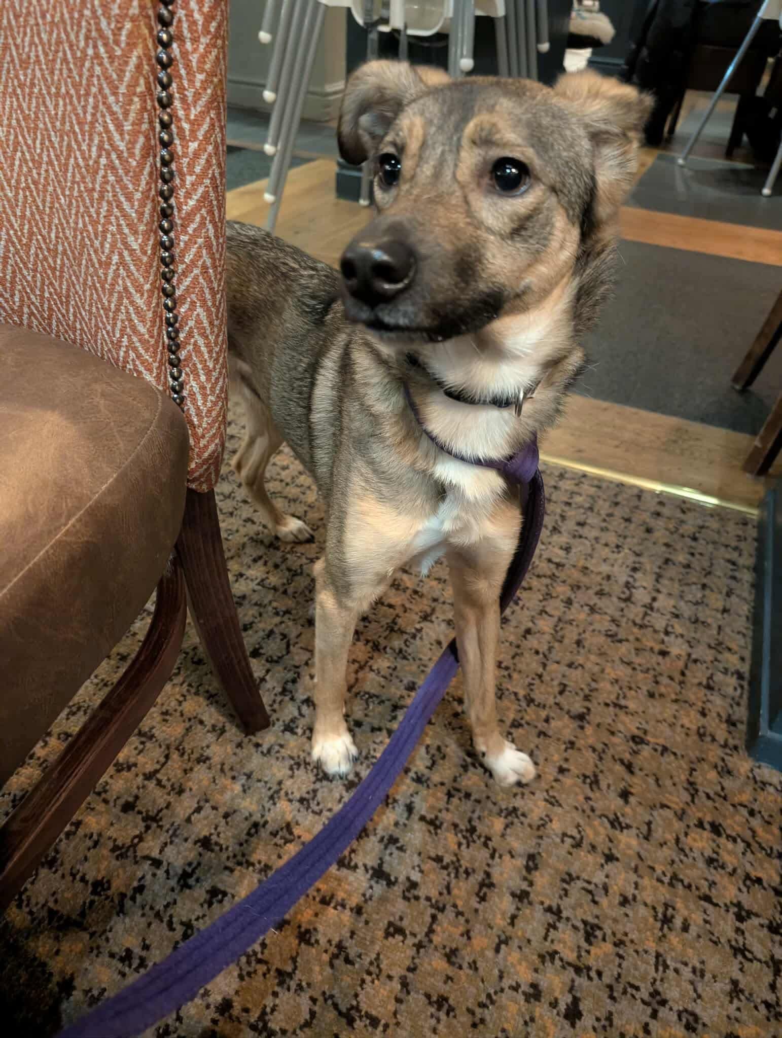Harper