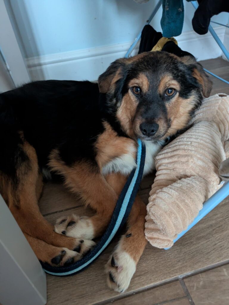 Safe Rescue Dogs Sherman - Safe Rescue for Dogs