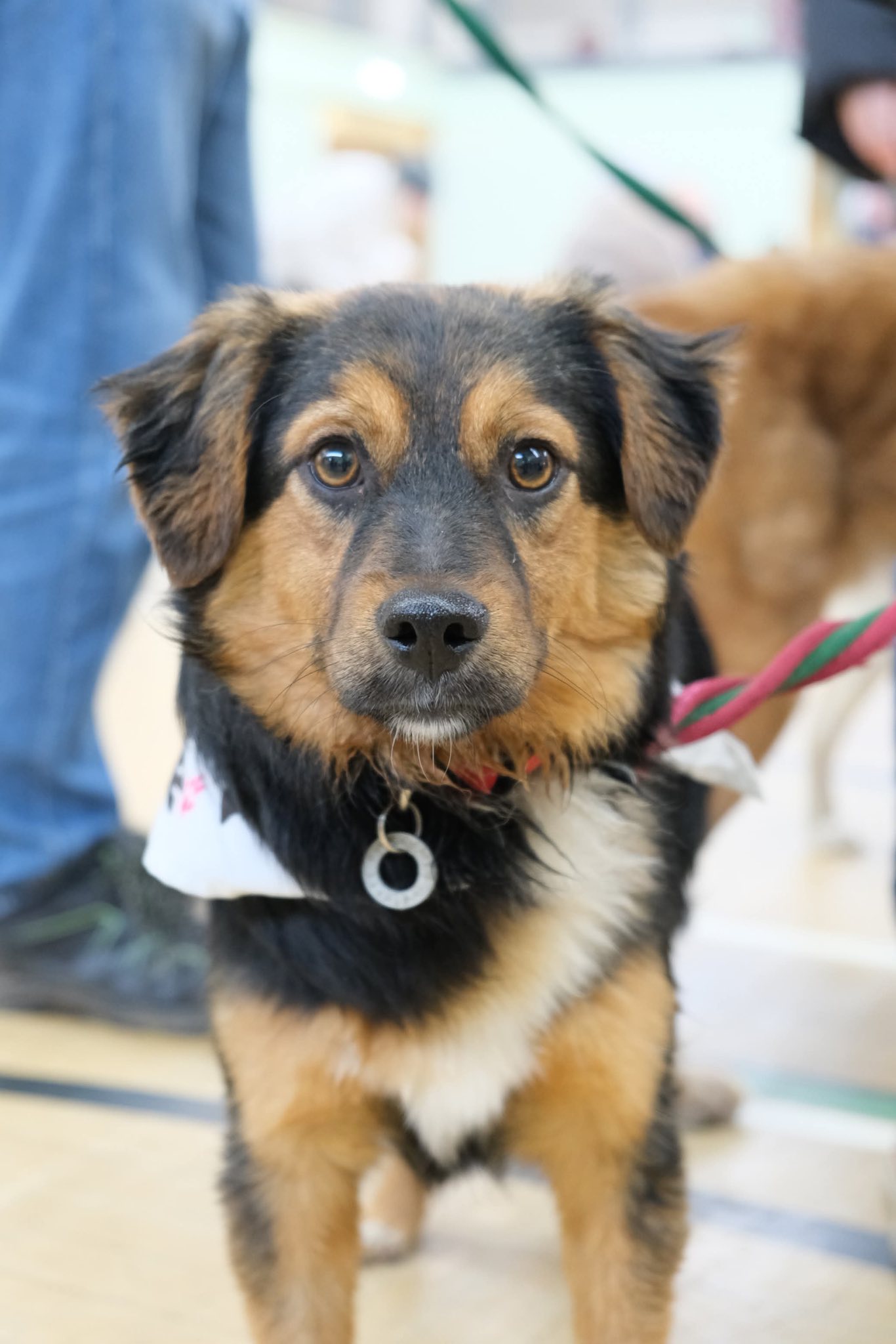Sherman - Safe Rescue for Dogs