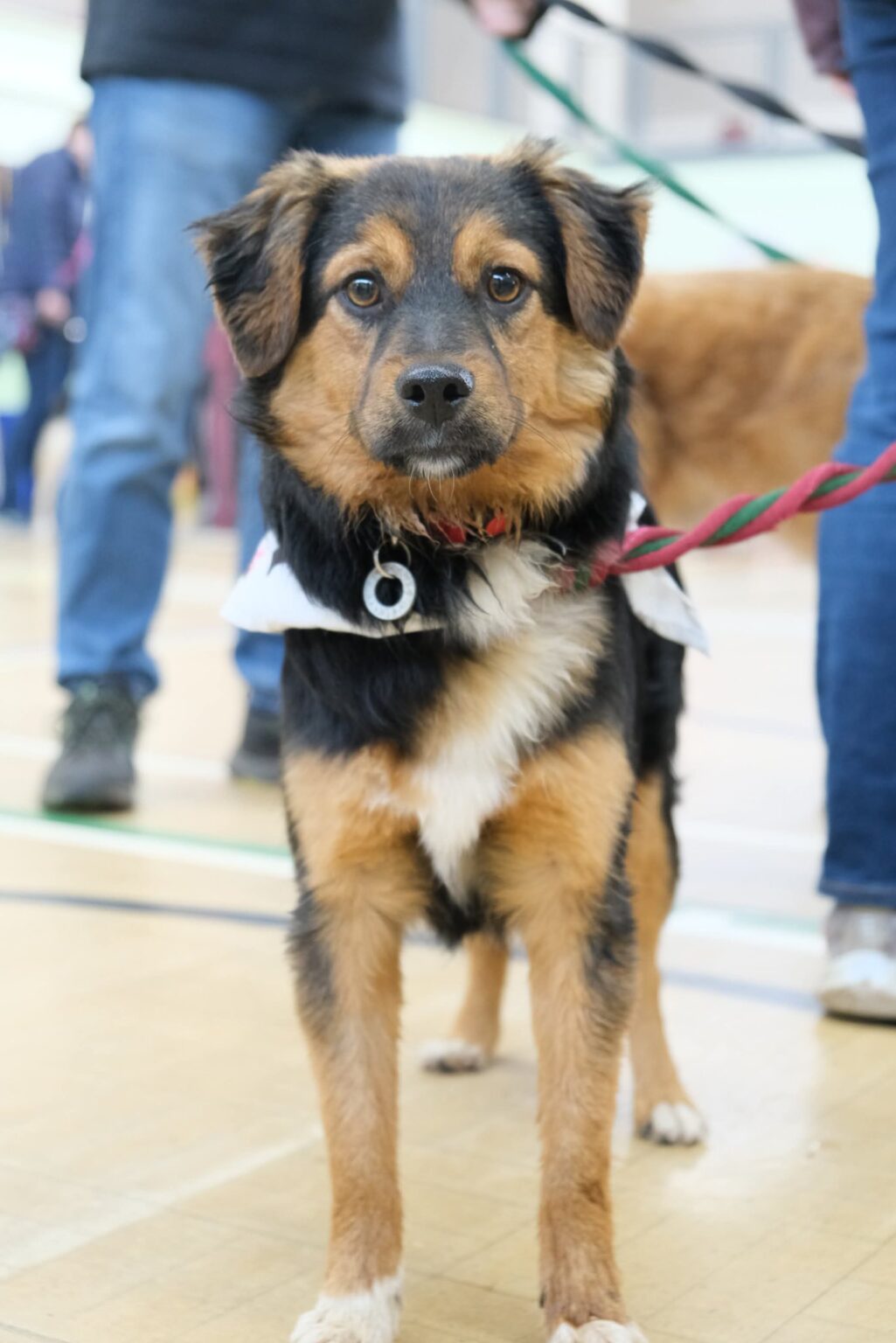 Safe Rescue Dwayne Sherman - Safe Rescue for Dogs