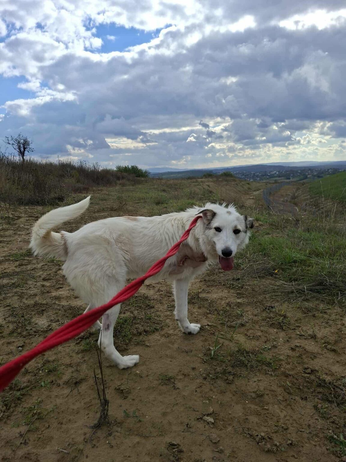 Safe Rescue Dogs Elena - Safe Rescue for Dogs