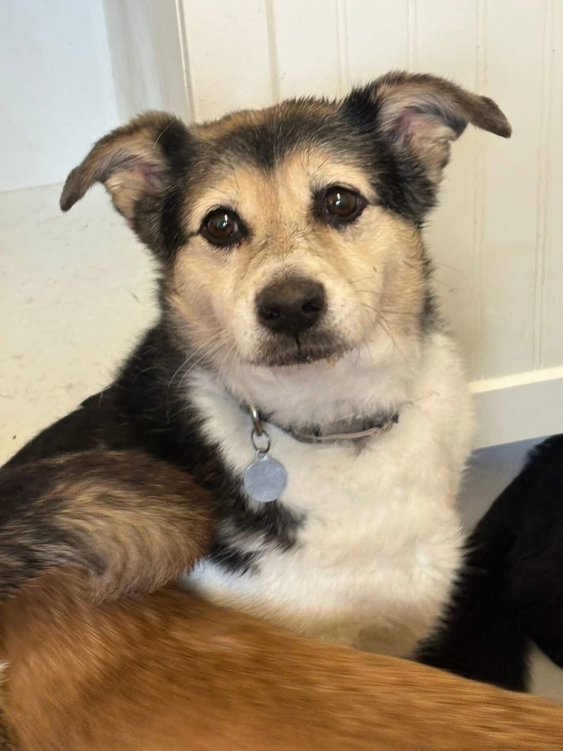 Safe Rescue Dogs Tara - Safe Rescue for Dogs
