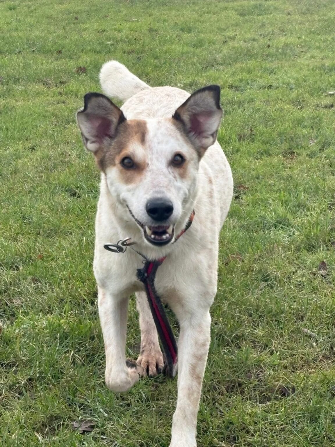Safe Rescue Dogs Trinity - Safe Rescue for Dogs