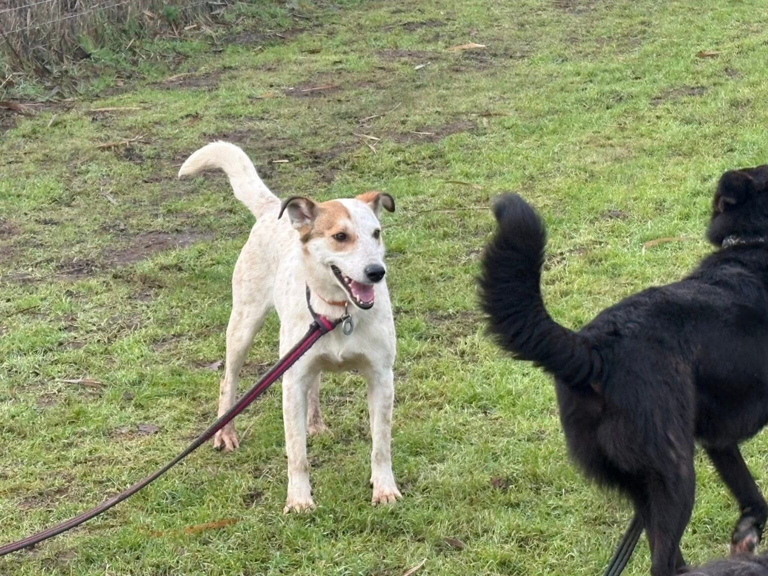 Safe Rescue Dogs Trinity - Safe Rescue for Dogs