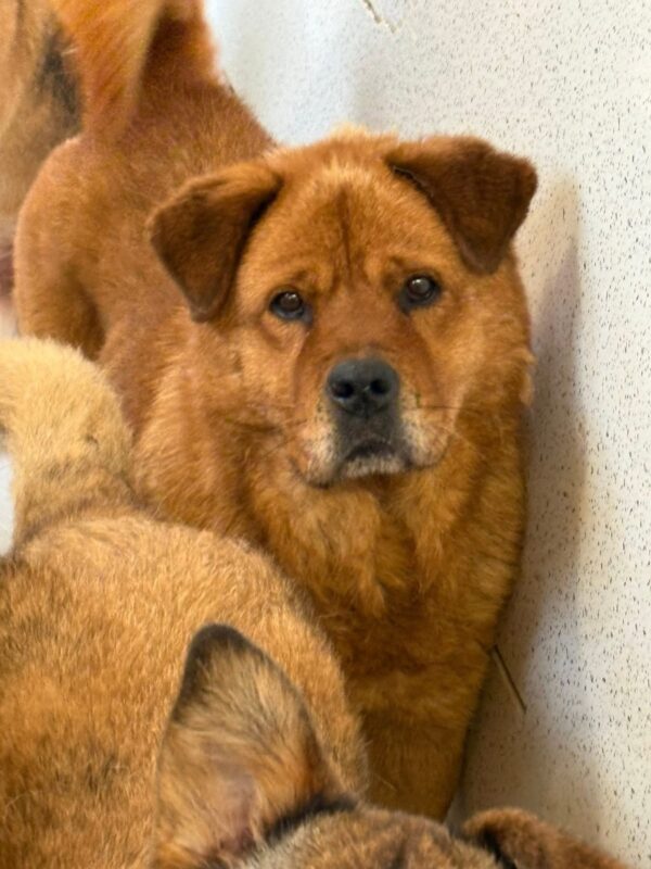 Princess, a 6 months old female Chow Chow available for adoption from Safe Rescue For Dogs in Norwich, Norfolk