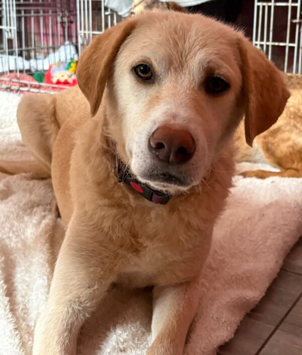 Ralph, a 7 years old male Labrador X available for adoption from Safe Rescue For Dogs in Norfolk