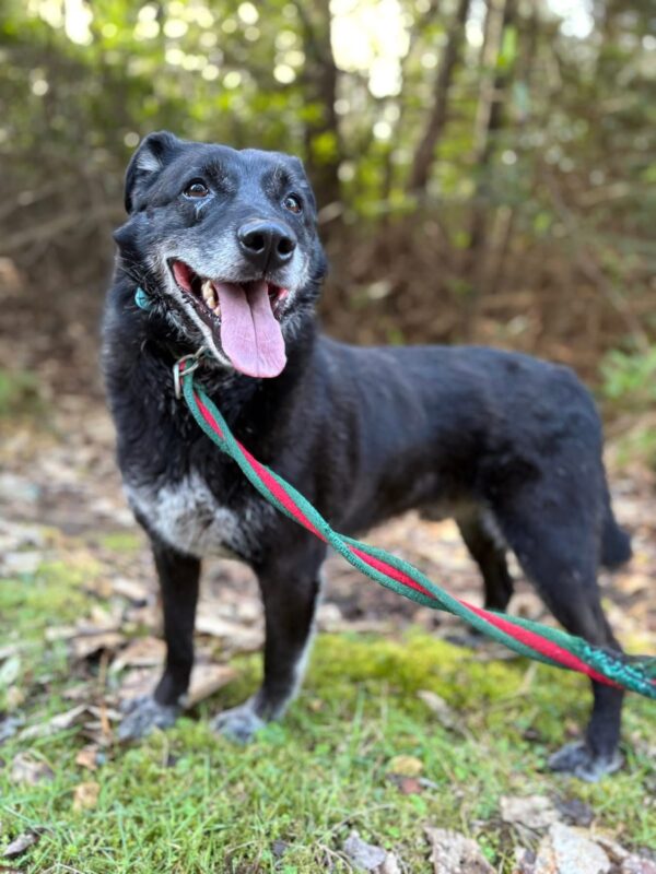 Aramis, a 6 months old male Labrador available for adoption from Safe Rescue For Dogs in Norfolk