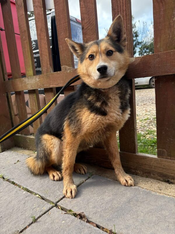 Bowie, a 6 months old male Crossbreed available for adoption from Safe Rescue For Dogs in Norfolk