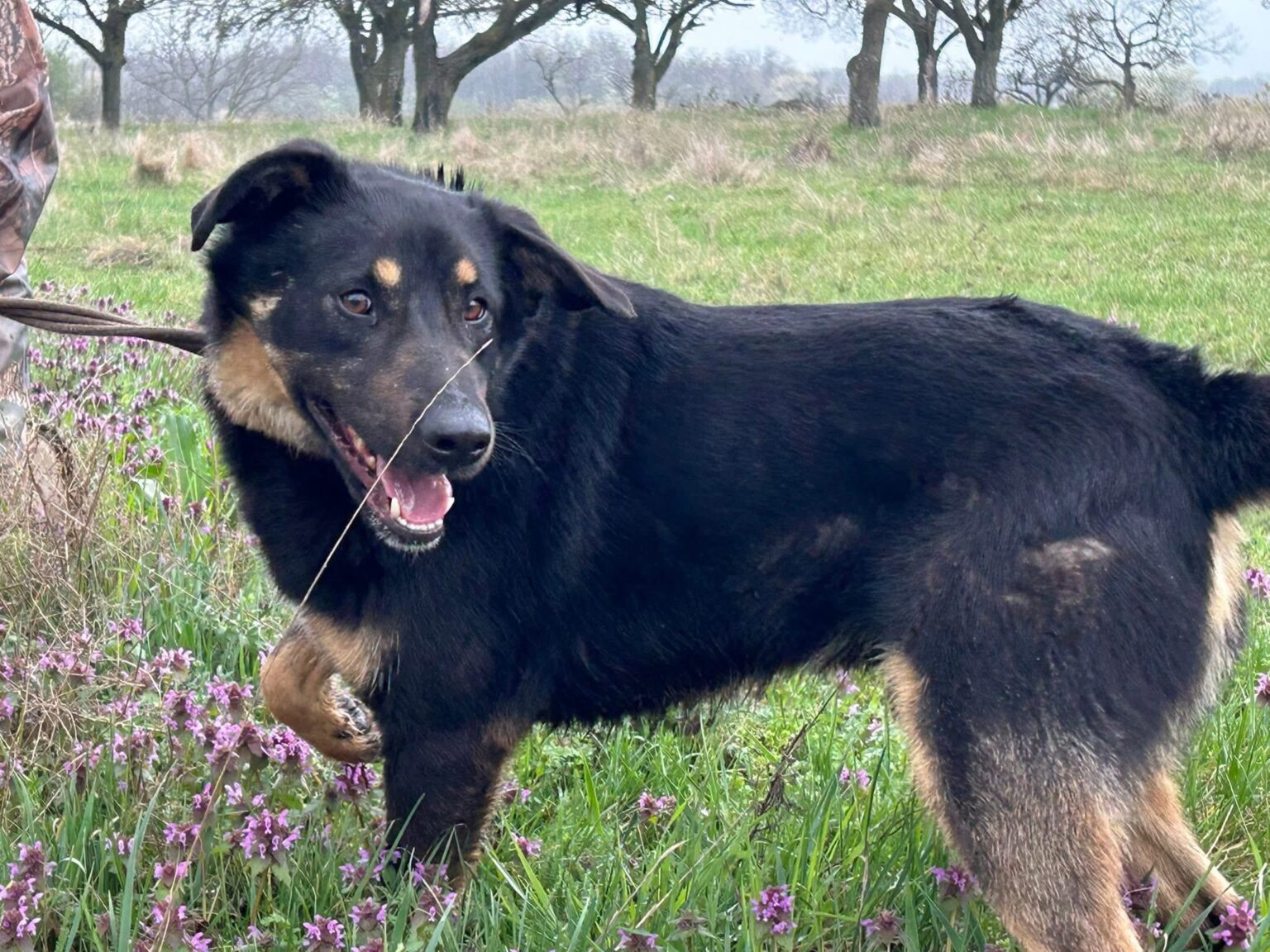 Safe Rescue Dogs Romeo - Safe Rescue for Dogs