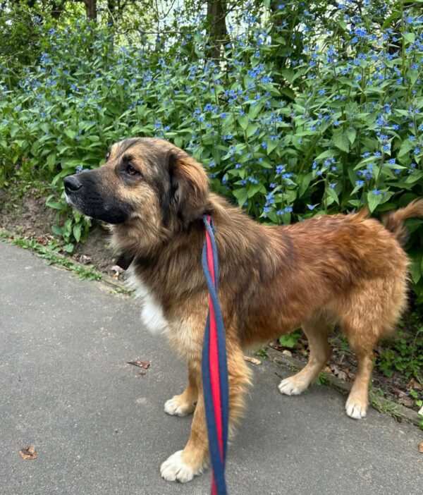 Alfie, a 6 months old male Crossbreed available for adoption from Safe Rescue For Dogs in Norfolk