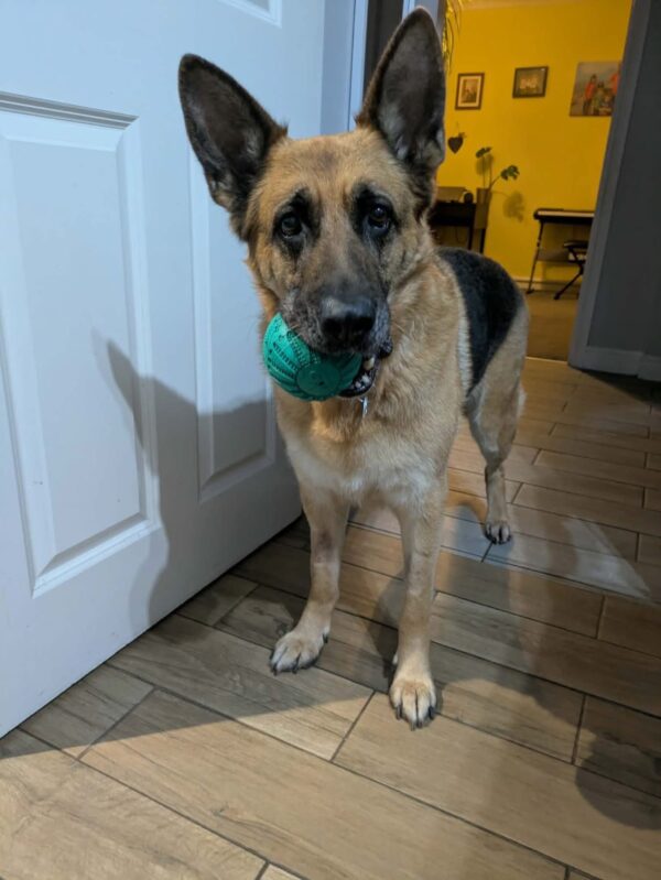 Amy, a 6 months old female German Shepherd available for adoption from Safe Rescue For Dogs in Norfolk
