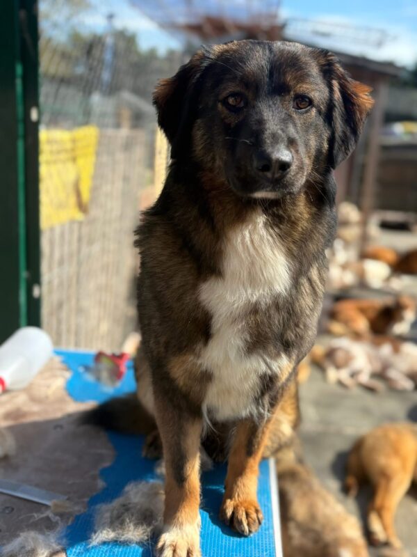 Belle, a 6 months old female Collie available for adoption from Safe Rescue For Dogs in Norfolk