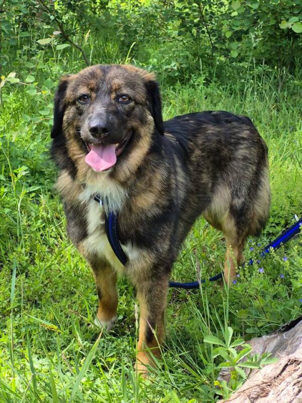 Belle, a 2 months old female Crossbreed available for adoption from Safe Rescue For Dogs in Norfolk