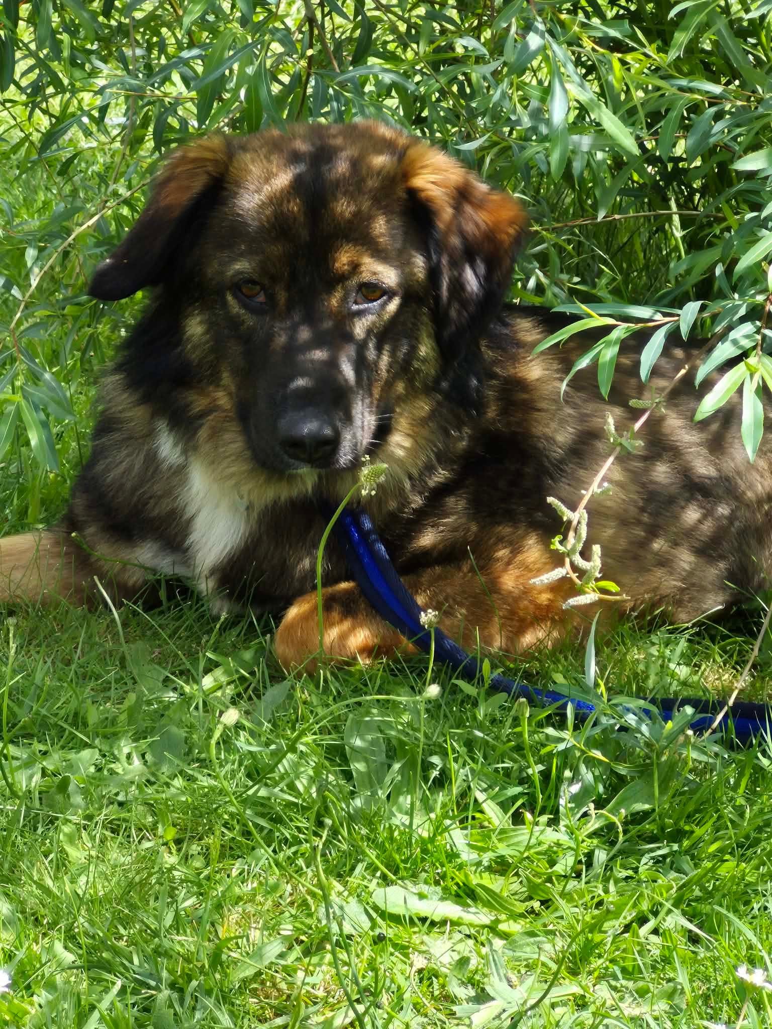 Belle - Image 2