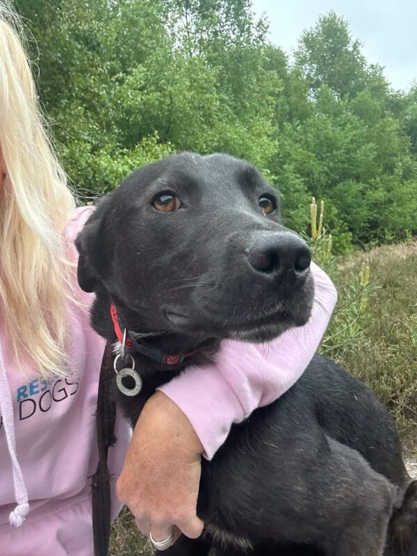 Manuel, a 4 years old male Labrador X available for adoption from Safe Rescue For Dogs in Norfolk