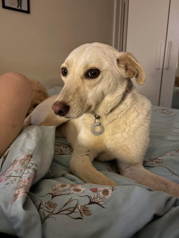Looby Lou, a 6 months old female Whippet available for adoption from Safe Rescue For Dogs in Norfolk