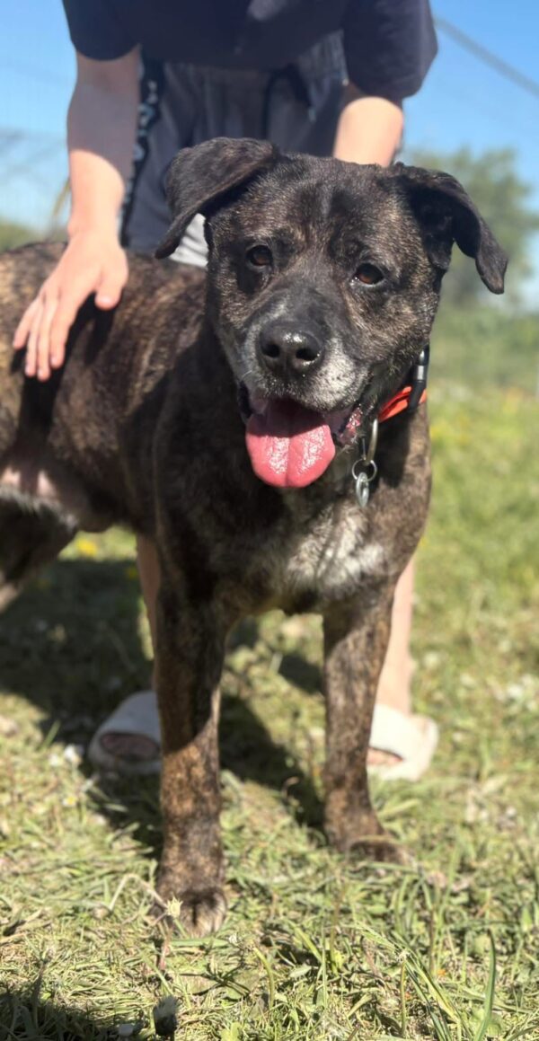 Boris, a 6 months old male Crossbreed available for adoption from Safe Rescue For Dogs in Norfolk