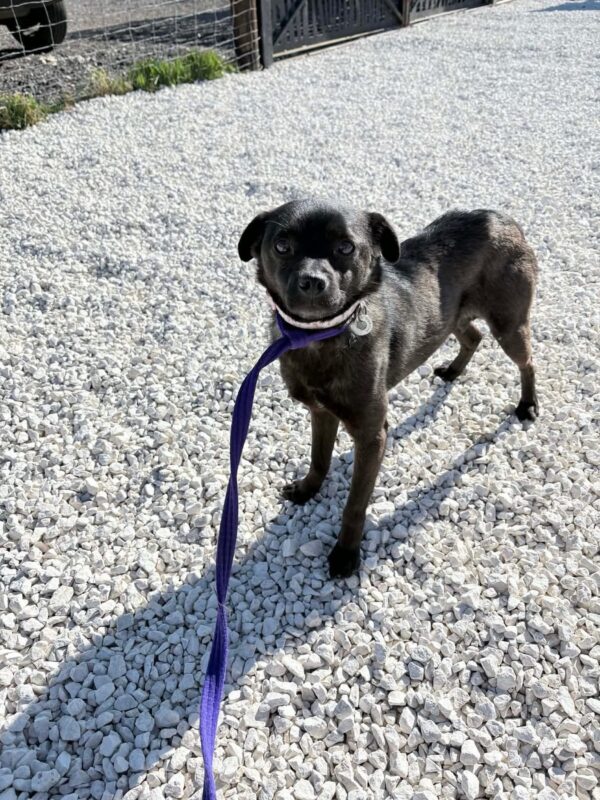 Grace, a 6 months old female Pug X Chihuahua available for adoption from Safe Rescue For Dogs in Norfolk