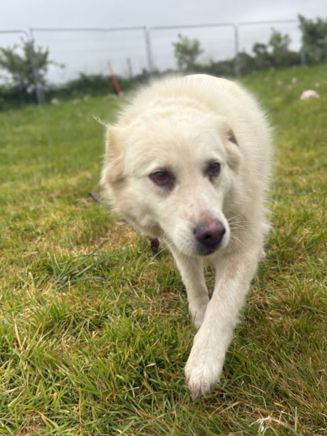 Rosie - Image 8