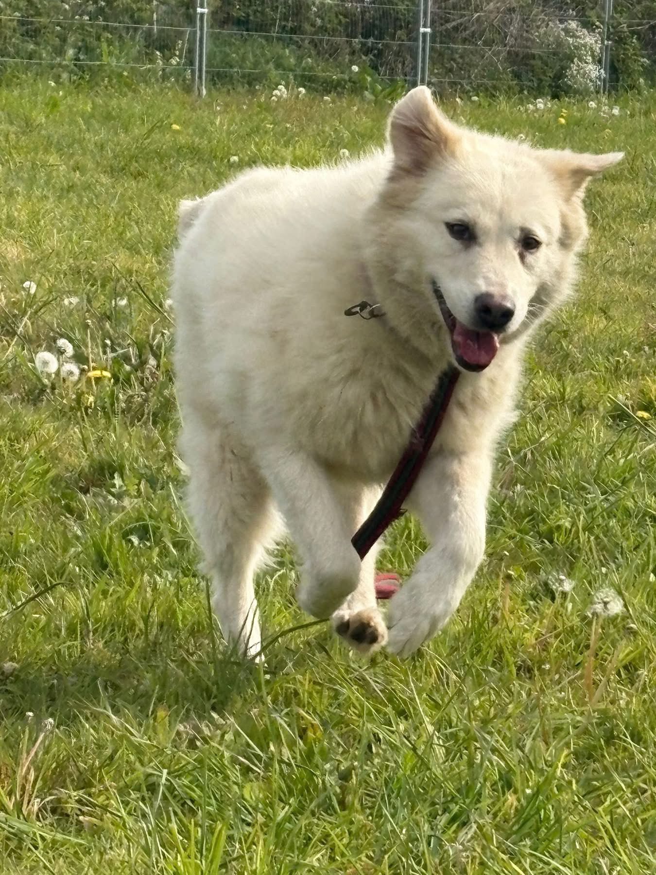 Rosie - Image 6