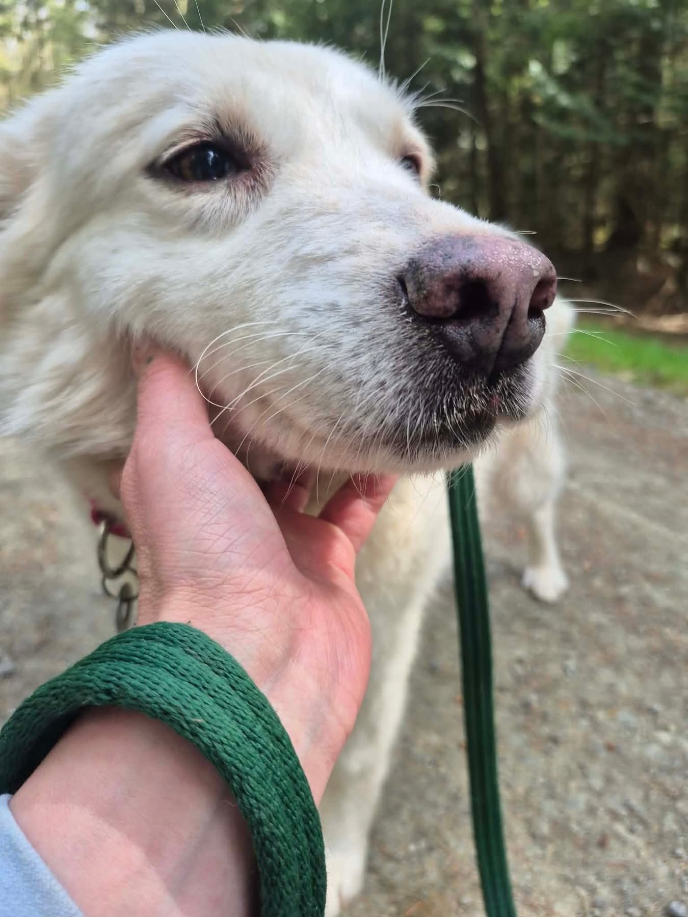 Rosie - Image 5
