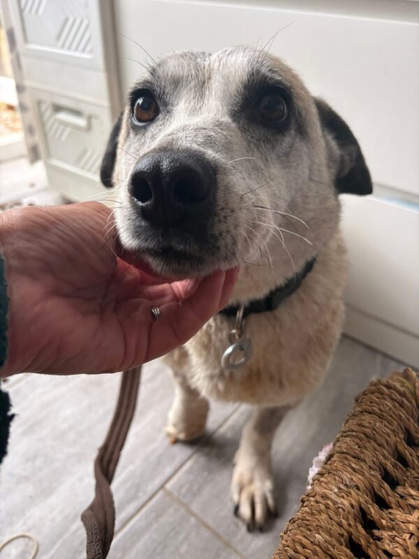 Alba, a 6 months old female Crossbreed available for adoption from Safe Rescue For Dogs in Norfolk
