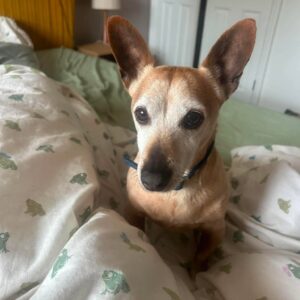 Chico