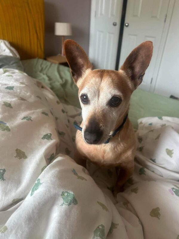 Chico, a 10 years old male Jack Russell Terrier X available for adoption from Safe Rescue For Dogs in Norfolk
