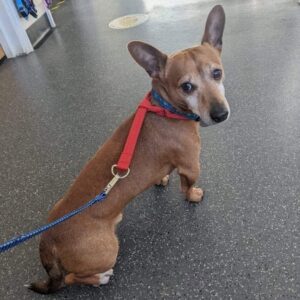 Chico
