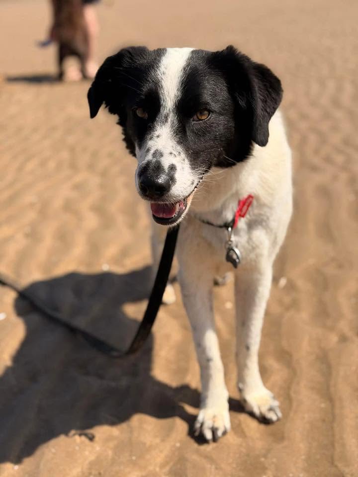 Lilly - Image 6