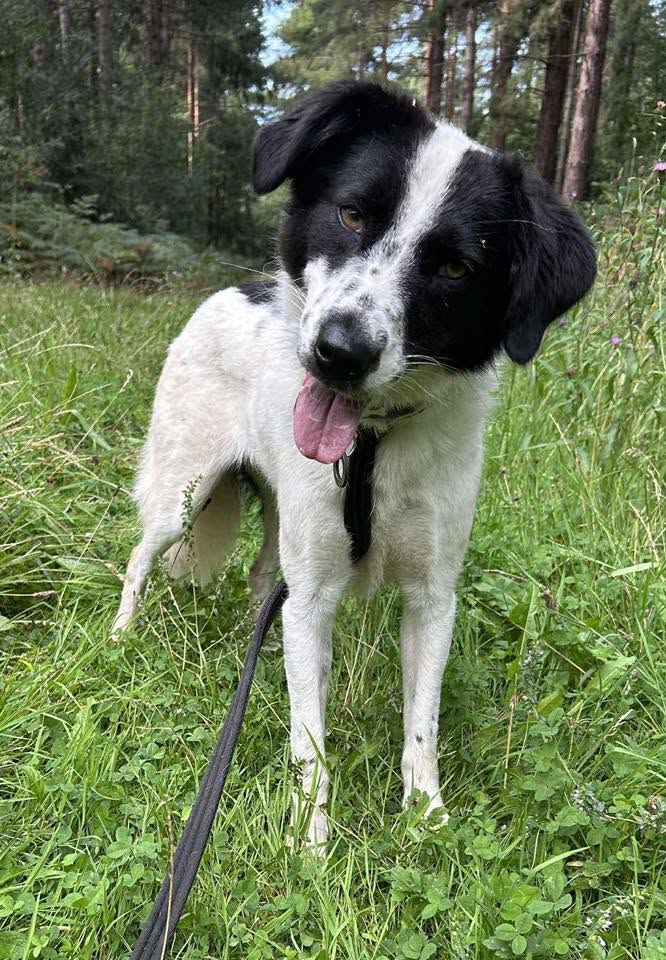 Lilly - Image 2