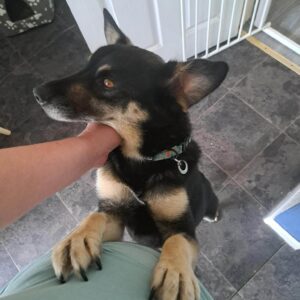 Rambo