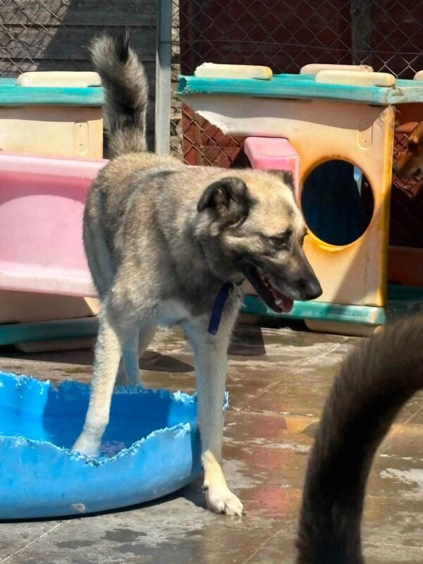 Alfie, a 6 months old female German Shepherd available for adoption from Safe Rescue For Dogs in Norfolk