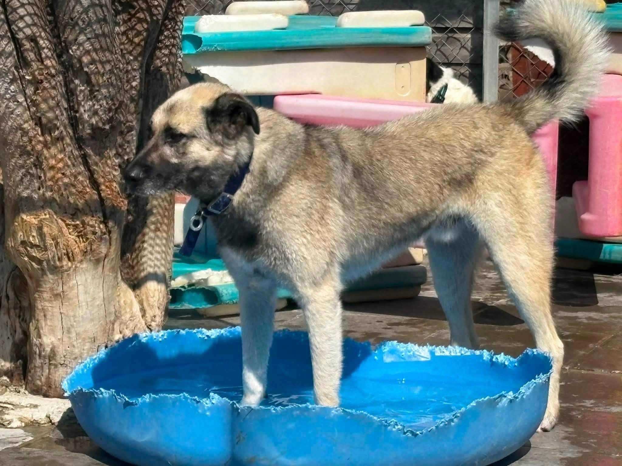 Alfie - Image 6