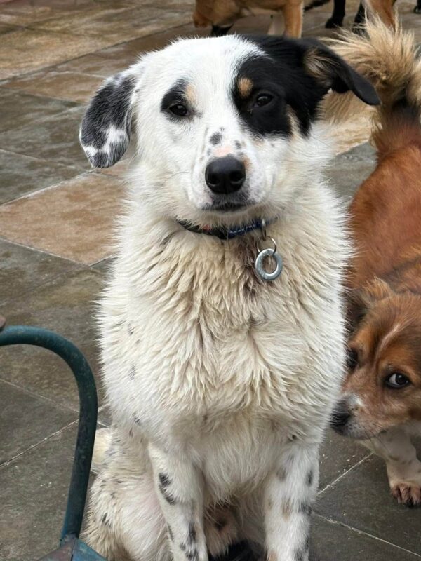 Badger, a 6 months old male Crossbreed available for adoption from Safe Rescue For Dogs in Norfolk