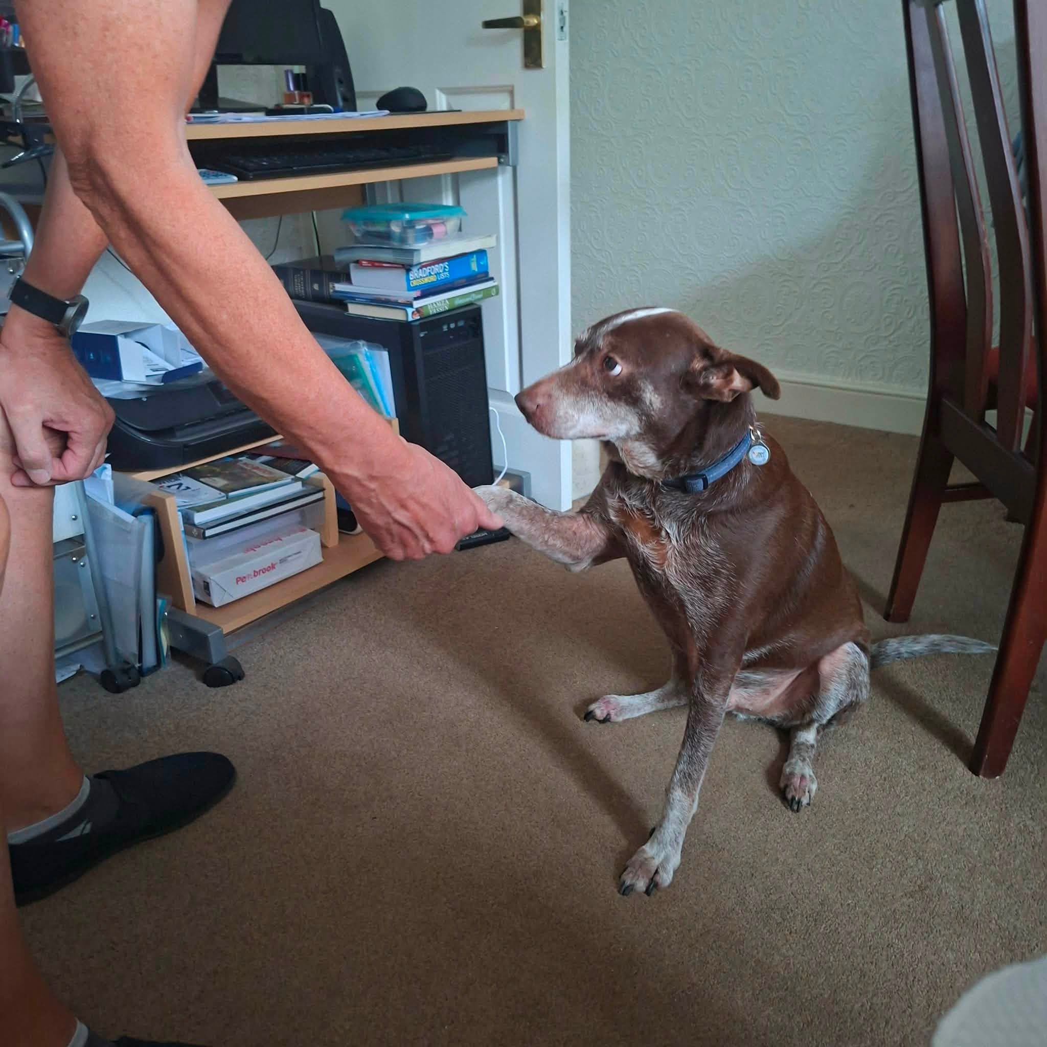 Benji - Image 2