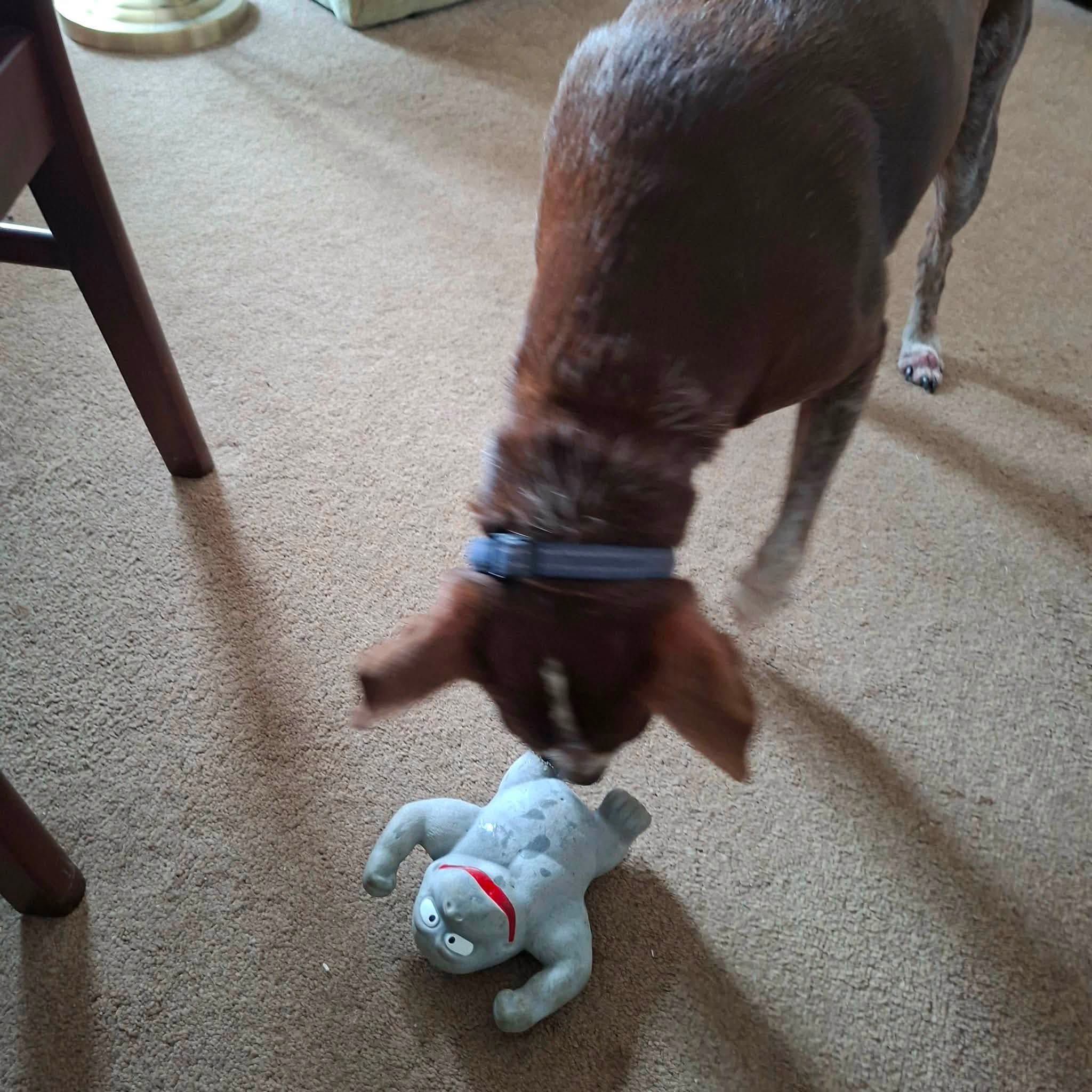 Benji - Image 4