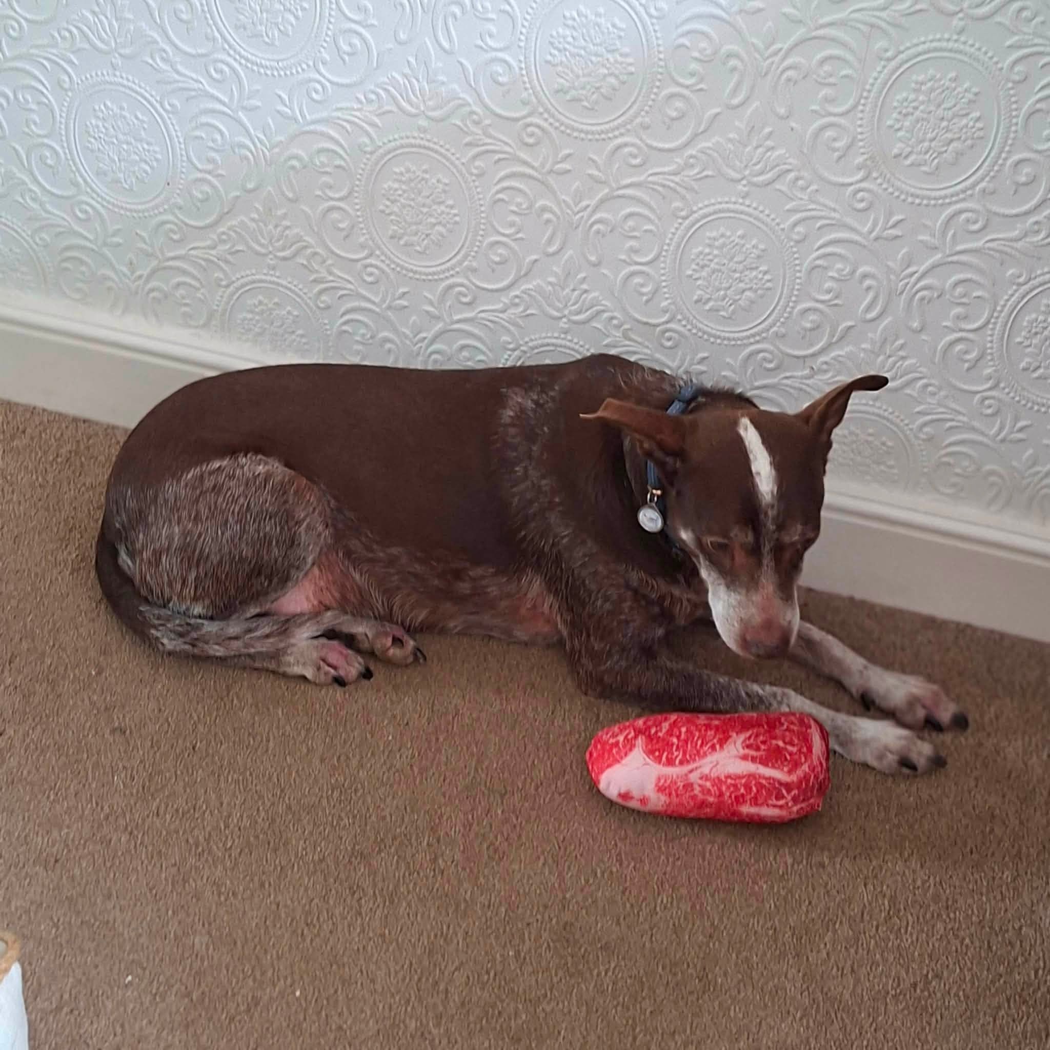 Benji - Image 5