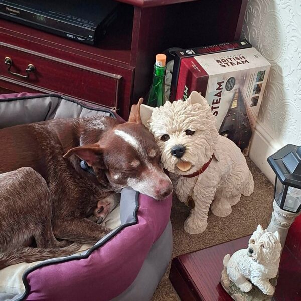 Benji, a 9 years old male Crossbreed available for adoption from Safe Rescue For Dogs in Norfolk