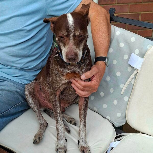 Benji, a 6 months old male Crossbreed available for adoption from Safe Rescue For Dogs in Norfolk