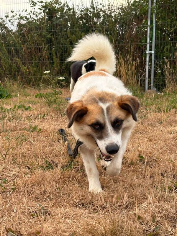 Billy, a 6 months old male Crossbreed available for adoption from Safe Rescue For Dogs in Norfolk